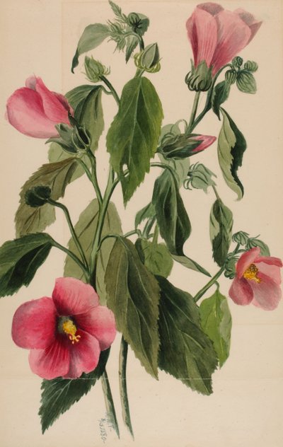 Rose Gentian Sabbatia angularis, 1880 da Mary Vaux Walcott
