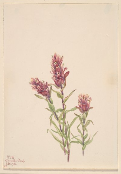 Pennello di rosa Castilleja pallida, 1920 da Mary Vaux Walcott