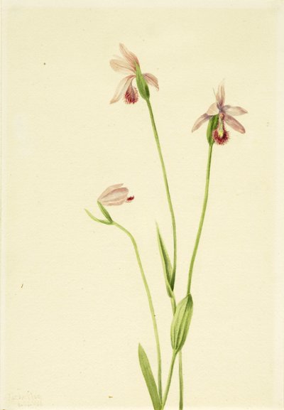Rose Pogonia (Pogonia ophioglossoides) da Mary Vaux Walcott