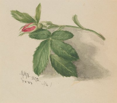 Bocciolo di rosa, 1872 da Mary Vaux Walcott