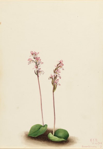 Orchidea a foglia rotonda Orchis rotundifolia, 1924 da Mary Vaux Walcott