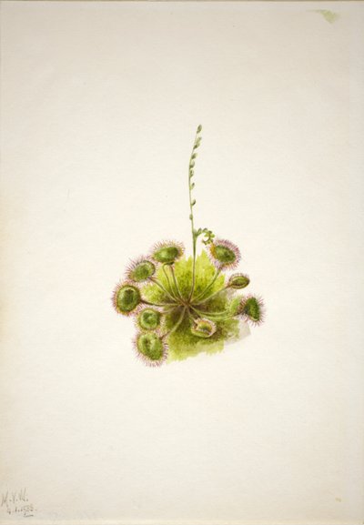 Drosera rotundifolia (Drosera rotundifolia) da Mary Vaux Walcott
