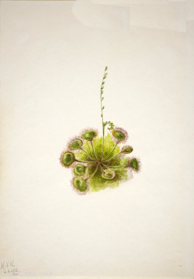 Drosera a foglia tonda Drosera rotundifolia, 1933 da Mary Vaux Walcott