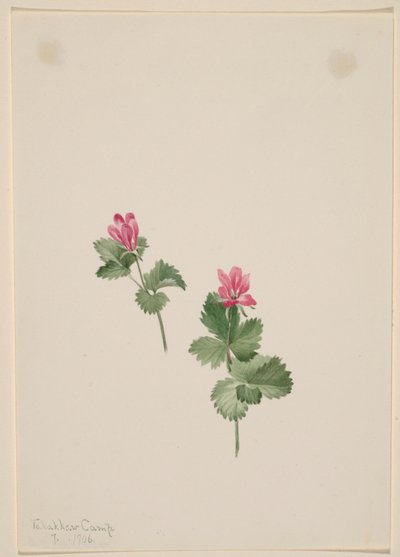 Rubus articus da Mary Vaux Walcott