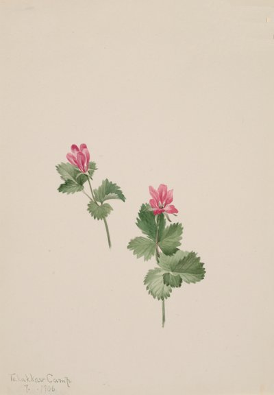 Rubus articus, 1881 da Mary Vaux Walcott