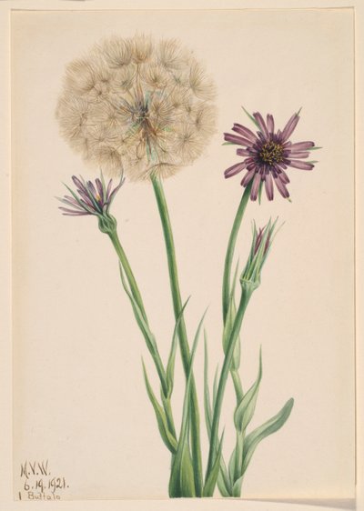 Salsefrica (Tragopogon porrifolius) da Mary Vaux Walcott