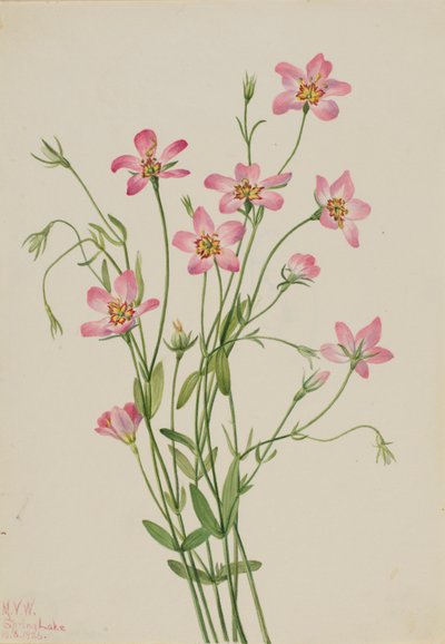 Saltmarsh Rosegentian (Sabbatia stellaris) da Mary Vaux Walcott