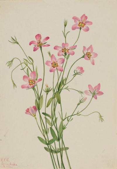 Rosa di palude Sabbatia stellaris, 1926 da Mary Vaux Walcott