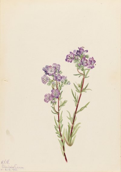 Phacelia delle sabbie (Phacelia linearis) da Mary Vaux Walcott