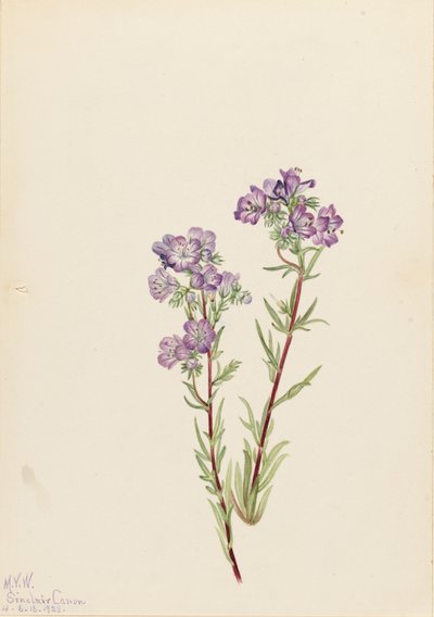 Sand Phacelia Phacelia linearis, 1923 da Mary Vaux Walcott