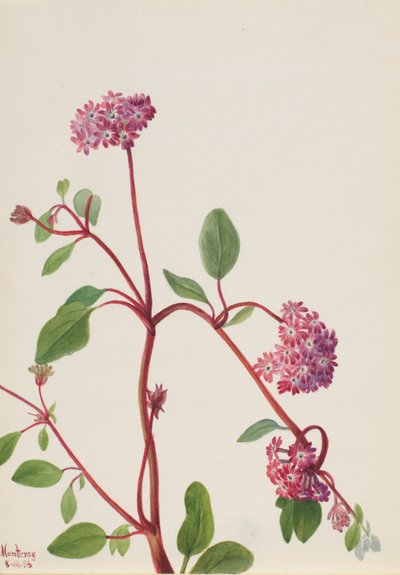 Verbena della sabbia (Abronia umbellata) da Mary Vaux Walcott