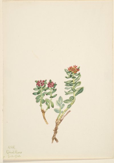 Sanifoiga adscendeus da Mary Vaux Walcott