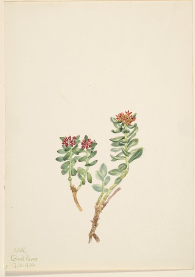 Sanifoiga adscendeus da Mary Vaux Walcott