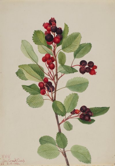 Saskatoon (Amelanchier alnifolia) da Mary Vaux Walcott