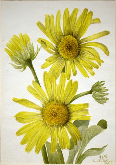 Testa di raso (Enceliopsis covillei) da Mary Vaux Walcott