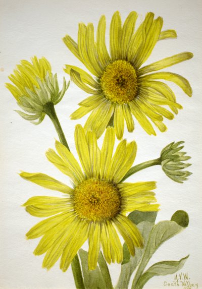 Satinleaf Goldenhead Enceliopsis covillei da Mary Vaux Walcott