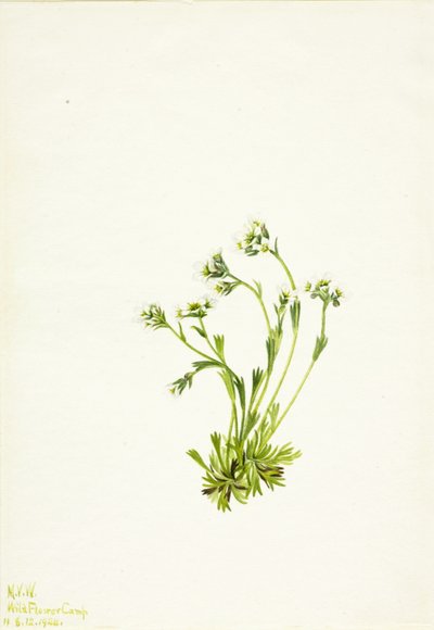 Sassifraga (Saxifraga caespitosa) da Mary Vaux Walcott