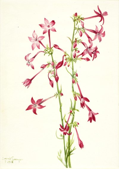 Scarlet Gilia (Gilia aggregata) da Mary Vaux Walcott