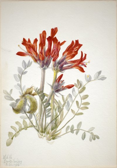 Loco scarlatto (Astragalus coccineus) da Mary Vaux Walcott