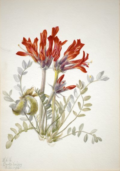 Astragalo Scarlatto da Mary Vaux Walcott