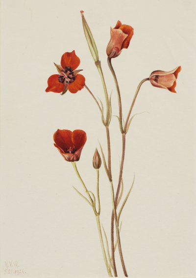Mariposa scarlatta Calochortus kennedyi da Mary Vaux Walcott