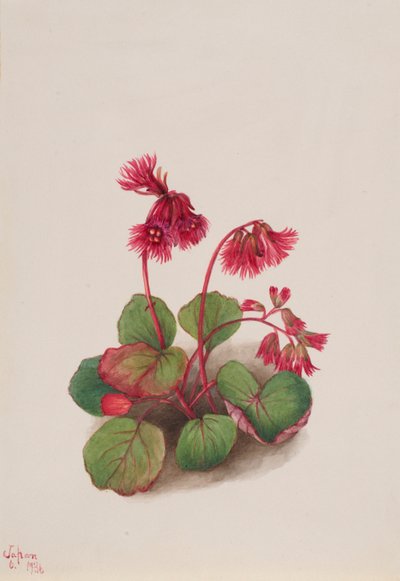 Schizocodon soldanelloides da Mary Vaux Walcott