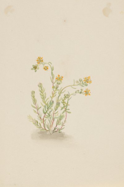 Sedum stenopetalum da Mary Vaux Walcott