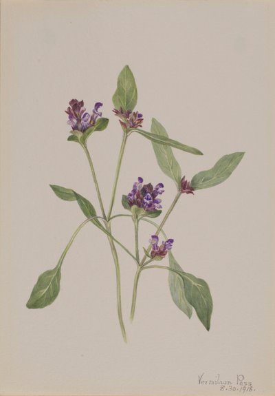 Autoguarigione (Prunella vulgaris) da Mary Vaux Walcott