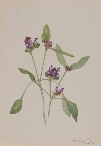 Autoguarigione Prunella vulgaris da Mary Vaux Walcott