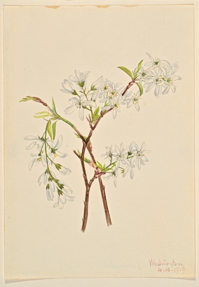 Ombrellifere (Amelianchier oblongifolia) da Mary Vaux Walcott