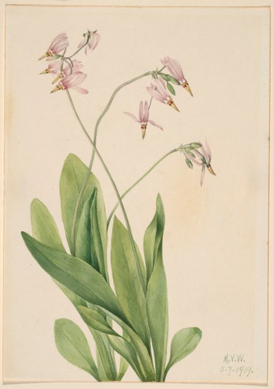 Stella cadente (Dodecatheon meadia) da Mary Vaux Walcott