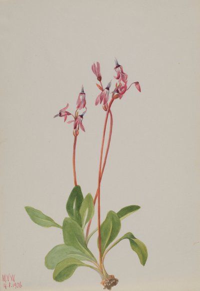Dodecatheon hendersonii, 1936 da Mary Vaux Walcott