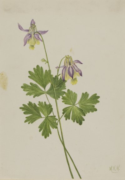 Aquilegia breve (Aquilegia brevistyla) da Mary Vaux Walcott