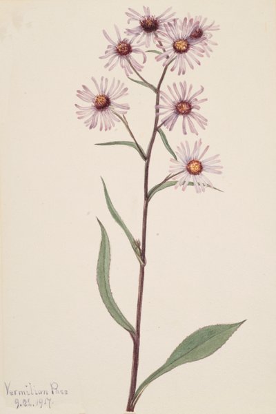 Aster vistoso Aster conspicuus, 1917 da Mary Vaux Walcott