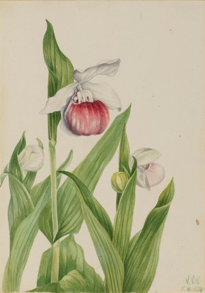 Pantofola della signora vistosa (Cypripedium reginae) da Mary Vaux Walcott