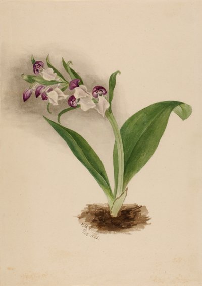 Orchidee appariscenti da Mary Vaux Walcott