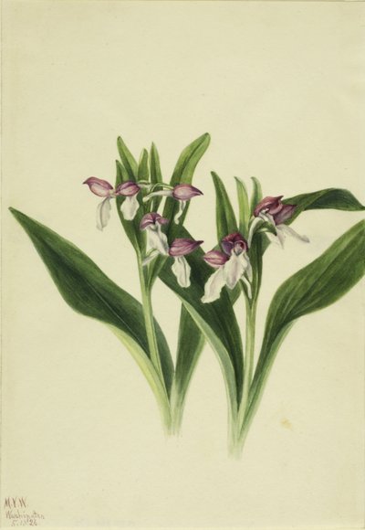 Orchidea vistosa (Orchis spectabilis) da Mary Vaux Walcott