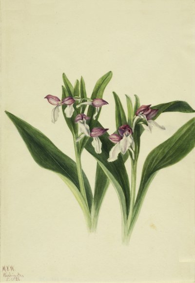Orchis spectabilis da Mary Vaux Walcott