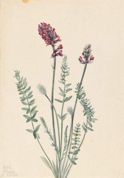 Ossitropio vistoso (Oxytropis splendens) da Mary Vaux Walcott