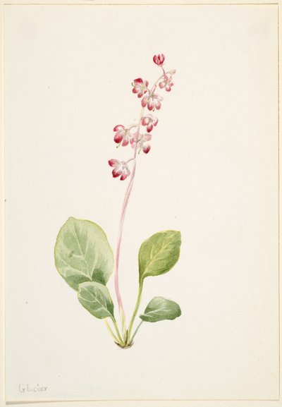 Pirolla vistosa (Pyrola asarifolia) da Mary Vaux Walcott