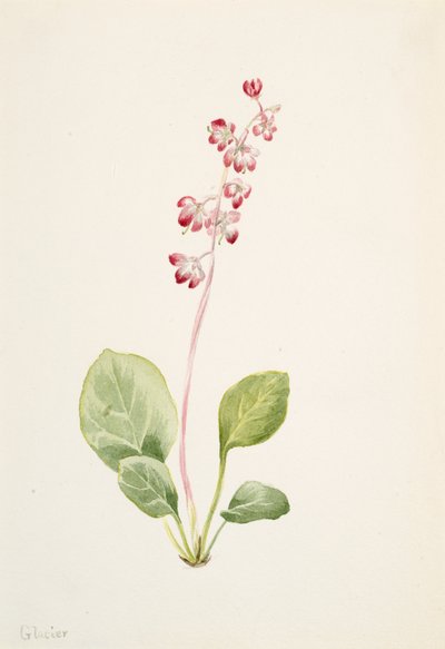 Showy Pyrolla Pyrola asarifolia, ca. 1903 da Mary Vaux Walcott