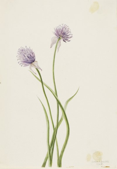 Cipolla siberiana (Allium sibericum) da Mary Vaux Walcott