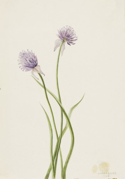 Cipolla siberiana Allium sibericum da Mary Vaux Walcott