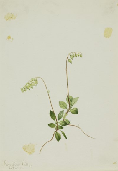 Campanelle laterali Pyrola (Pyrola secunda) da Mary Vaux Walcott