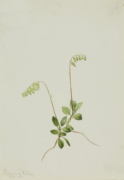 Sidebells Pyrola Pyrola secunda da Mary Vaux Walcott