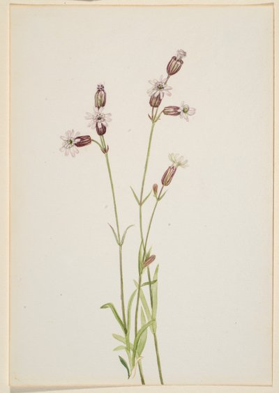 Silene multicaulis da Mary Vaux Walcott