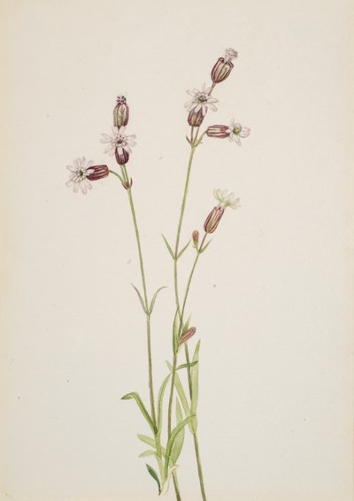 Silene multicaulis da Mary Vaux Walcott