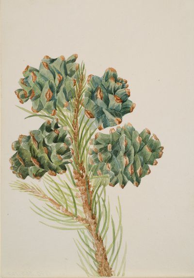 Pino a Foglia Singola Pinus monophylla, ca. 1930s da Mary Vaux Walcott
