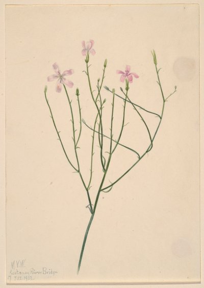 Fiore di scheletro (Lygodesmia juncea) da Mary Vaux Walcott