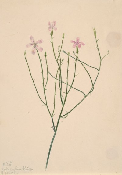Fiore scheletro Lygodesmia juncea, 1923 da Mary Vaux Walcott